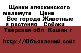 Щенки аляскинского маламута  › Цена ­ 15 000 - Все города Животные и растения » Собаки   . Тверская обл.,Кашин г.